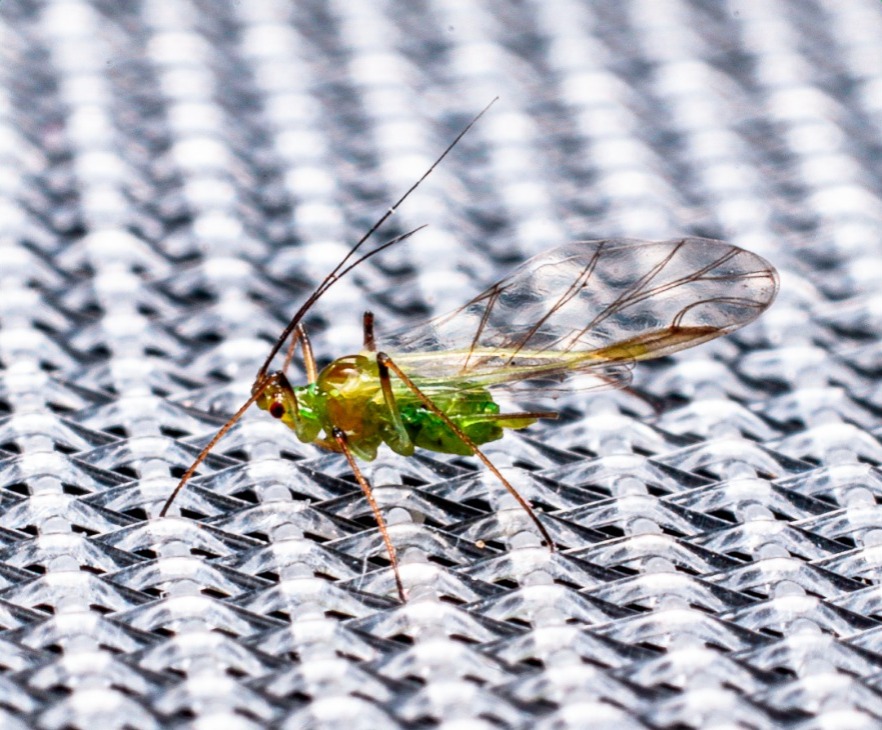 Malla antiáfidos cristal 40x25 110 g 3.65 m